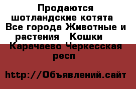 Продаются шотландские котята - Все города Животные и растения » Кошки   . Карачаево-Черкесская респ.